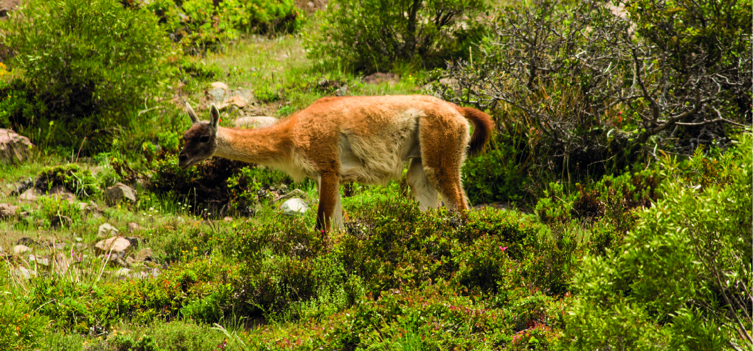 Exitosa reintroducción de guanacos en el Cajón del Maipo: ahora científicos reinsertarán una manada